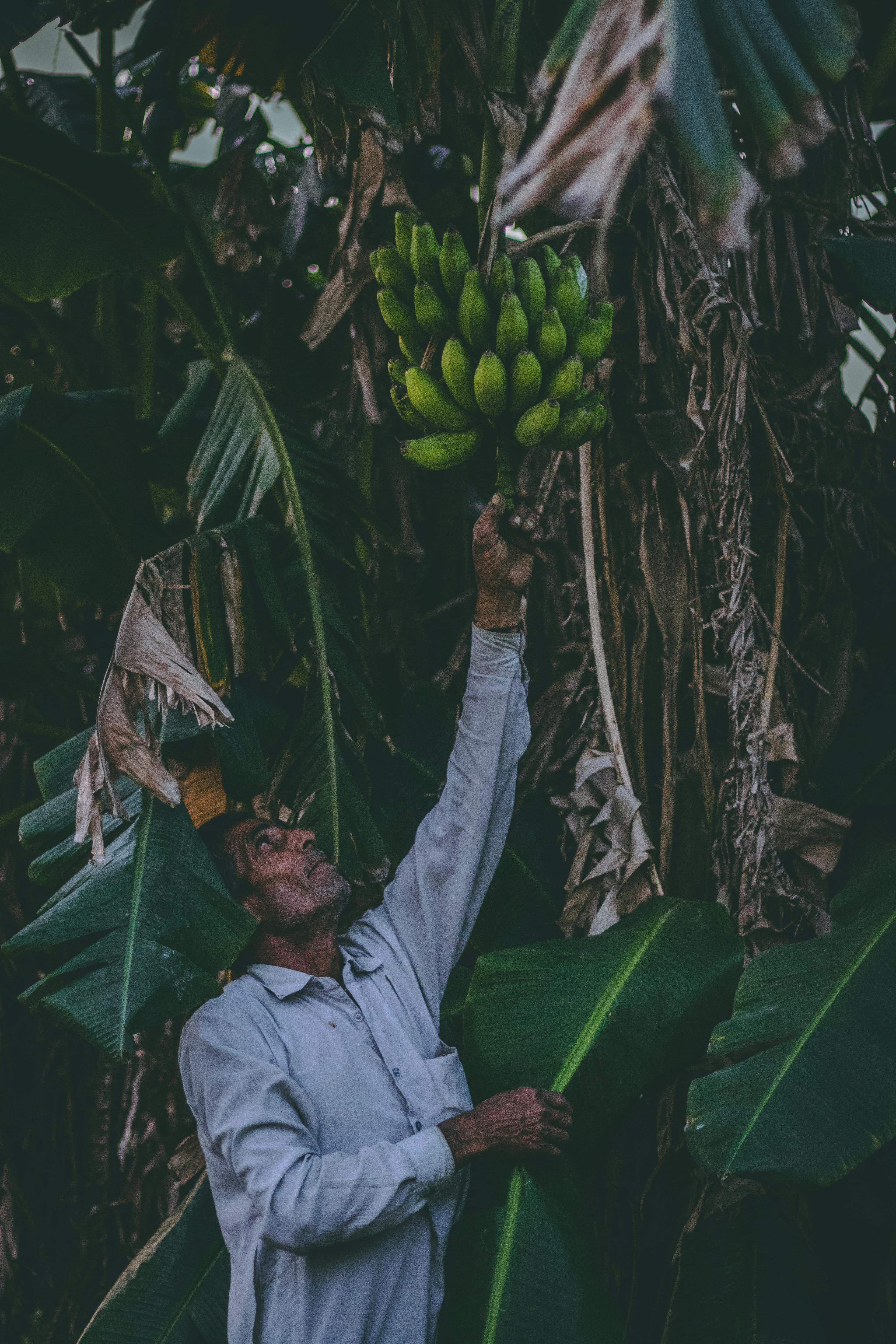 farmer